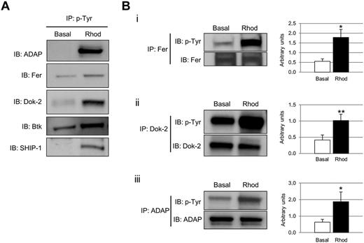 Figure 2. Selection of proteins tyrosine phosphorylated after CLEC-2 platelet stimulation. (A) Phosphotyrosine immunoprecipitation analysis of several proteins detected to be altered in the proteomic experiment: ADAP, Fer, Dok-2, Btk, and SHIP-1. (B) Tyrosine phosphorylation of a selection of proteins identified in the tyrosine phosphoproteome analysis was further validated using a combination of immunoprecipitations and Western blot. (i) Fer. (ii) Dok-2. (iii) ADAP. Proteins were separated on 4%-12% NuPAGE Bis-Tris gels before Western blotting. Densitometry graphs representing average band intensities: *P < .05. **P < .01. Basal indicates basal platelets; Rhod, platelets stimulated with rhodocytin (300nM, 5 minutes); IP, immunoprecipitation; and IB, immunoblot. Experiments were done at least 4 times.
