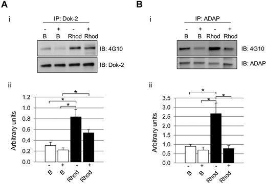 Figure 3. Differential effect of secondary mediators on Dok-2 and ADAP tyrosine phosphorylation after CLEC-2 activation. Platelets were stimulated with rhodocytin in the presence (+) and absence (−) of inhibitors of secondary mediators (apyrase and indomethacin). (A) Dok-2. (B) ADAP. (i) Representative images. (ii) Densitometry graphs representing average band intensities and statistics. *P < .05. Proteins were separated on 4%-12% NuPAGE Bis-Tris gels before Western blotting. B indicates basal platelets; Rhod, platelets stimulated with rhodocytin (300nM, 5 minutes); IP, immunoprecipitation; and IB, immunoblot. Experiments were done at least 4 times.