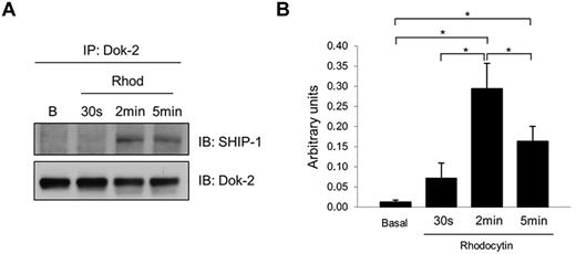Figure 5. Dok-2 interaction with SHIP-1 is increased after CLEC-2 platelet stimulation. Dok-2 and SHIP-1 interaction was studied using coimmunoprecipitation and time-course experiments. Proteins were separated using 4%-12% NuPAGE Bis-Tris gels before Western blotting. (A) Representative images. (B) Densitometry graphs showing average band intensities and statistics. *P < .05. Basal indicates basal platelets; Rhod, platelets stimulated with rhodocytin (300nM) for 30 seconds, 2 minutes, and 5 minutes; IP, immunoprecipitation; and IB, immunoblot. Experiments were performed at least 4 times.