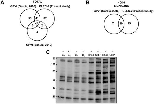 Figure 6. Comparative analysis of GPVI and CLEC-2 signalosomes. (A) Venn diagram showing comparative data on proteins identified by GPVI and CLEC-2 signaling proteomic analyses. (B) Venn diagram showing comparative data on signaling proteins identified by GPVI and CLEC-2 tyrosine phosphoproteome analyses. (C) Tyrosine phosphoproteome profile comparing platelets stimulated with rhodocytin and with CRP. Immunoblot with 4G10 is shown to visualize tyrosine-phosphorylated proteins after antiphosphotyrosine immunoprecipitation with the 4G10 antibody and protein separation on a 4%-12% NuPAGE Bis-Tris mini gel. B indicates basal platelets; Rhod, platelets stimulated with rhodocytin (300nM, 5 minutes); CRP, platelets stimulated with collagen-related peptide (10 μg/mL, 90 seconds); IP, immunoprecipitation; and IB, immunoblot. Platelet stimulations were in the presence (+) and absence (−) of inhibitors of secondary mediators (apyrase and indomethacin).