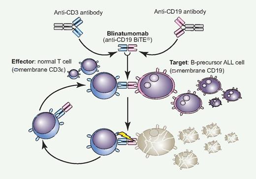 Blinatumomab is a novel bispecific construct that reacts simultaneously to normal CD3+ T cells and CD19+ ALL cells, creating a tight intercellular connection followed by T cell–mediated cytotoxicity exerted on CD19+ blast cells (BiTE mechanism).2 The drug is active at very low concentration and once cell lysis is completed, the effector-blinatumomab complex is released to start over again. With single-agent blinatumomab, a complete and durable molecular remission was observed in approximaely 70% of adult patients with MRD+ ALL (see article by Topp et al1 on page 5185), and a similar activity is also being reported in relapsed ALL. Professional illustration by Paulette Dennis.
