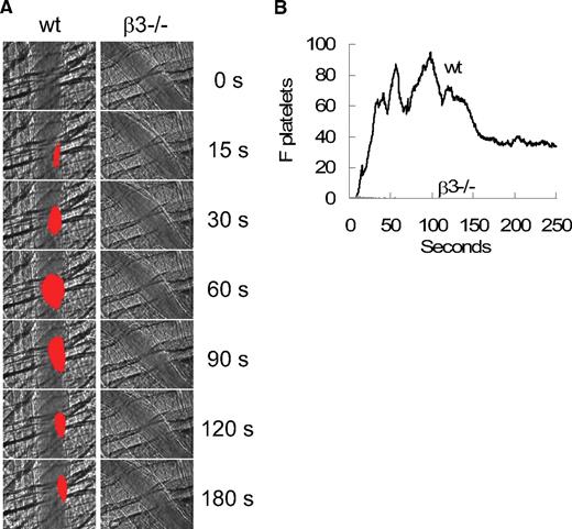 Figure 3. Platelet thrombus formation after laser-induced arteriolar wall injury in β3−/− mice. (A) Nonblocking rat anti–mouse GPIbβ antibody conjugated to DyLight 649 (0.2 μg/g body weight) was infused into a wild-type (wt) or β3−/− mouse 5 minutes before laser-induced arteriolar wall injury. Representative images of fluorescence associated with platelets (red) are shown over the course of 180 seconds after vessel injury within the context of the bright-field microvascular histology. (B) The median integrated platelet fluorescence (Fplatelets) for 22-23 thrombi in 2 WT or 2 β3−/− mice infused with the anti-GPIbβ antibody conjugated to DyLight 649 is presented over the course of 250 seconds after vessel injury.