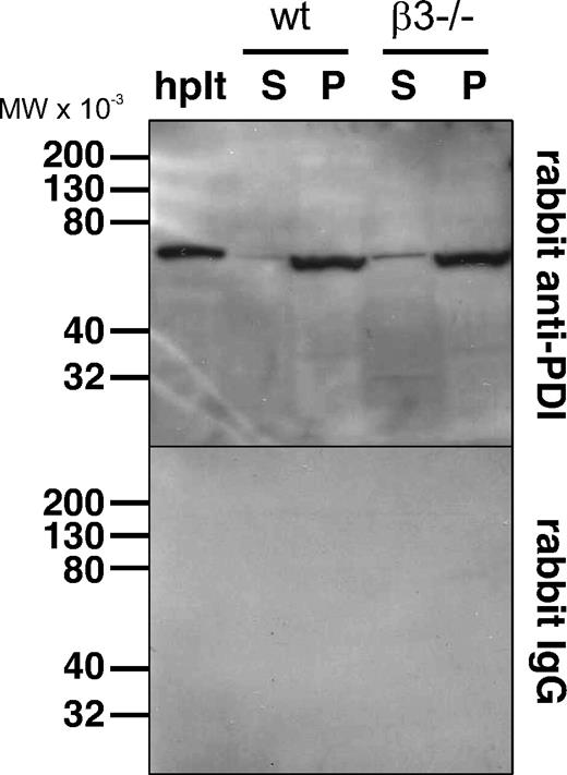 Figure 4. Comparison of PDI secretion from WT and β3−/− mouse platelets. (A) Platelets from wild-type (wt) and β3−/− mice (1 × 109 platelets/100 μL) were incubated with thrombin for 5 minutes, and the supernatant and pellet were separated. The pellet was solubilized with 0.1 mL of SDS lysis buffer. Washed human platelets (1 × 109 platelets/mL) were lysed with 0.1 mL of SDS lysis buffer. Washed human platelets (10 μL), the platelet releasates (S; 5 μL), and platelet lysates (P; 5 μL) of WT and β3−/− mouse platelets (5 μL) were electrophoresed in an SDS-PAGE gel and immunoblotted with rabbit polyclonal anti-PDI antibodies or nonimmune rabbit IgG. hplt indicates human platelets.