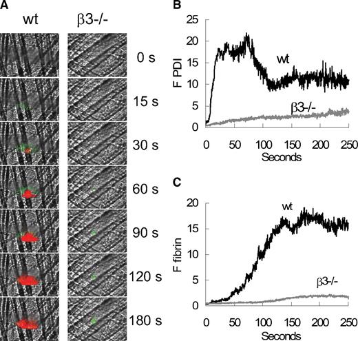 Figure 5. PDI accumulation and platelet thrombus formation in β3−/− mice. Noninhibitory rabbit anti-PDI antibody conjugated to Alexa 488 (0.5 μg/g body weight) and antifibrin-specific antibody conjugated to Alexa 647 (0.3 μg/g body weight) were infused into a wild-type (wt) or β3−/− mouse 5 minutes before laser-induced arteriolar wall injury. (A) Representative images of the fluorescence signals associated with PDI (green) and fibrin (red) are shown over a course of 180 seconds after vessel injury within the context of the bright-field microvascular histology. The median integrated fluorescence associated with PDI fluorescence (FPDI) and fibrin fluorescence (Ffibrin) after infusion of anti-PDI antibodies (B) and antifibrin antibodies (C) in 3 WT mice (n = 28 thrombi) and 3 β3−/− mice (n = 25 thrombi) is presented over a course of 250 seconds after vessel wall injury.
