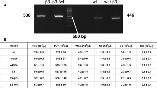 Figure 6. Analysis of chimeric and homozygous mouse blood. (A) PCR was performed with whole blood of β3−/−, WT, and WT/β3−/− and β3−/−/WT chimeric mice. PCR products were obtained as 538 bp for β3−/WT and 446 bp for WT/β3−/−. (B) Blood cell counts of mice after bone marrow transplantation. Complete blood counts were obtained, including red cells (RBC), platelets (PLT), white blood cells (WBC), neutrophils (NE), lymphocytes (LY), and monocytes (MO). Data represent mean ± SD of 4-5 independent experiments.