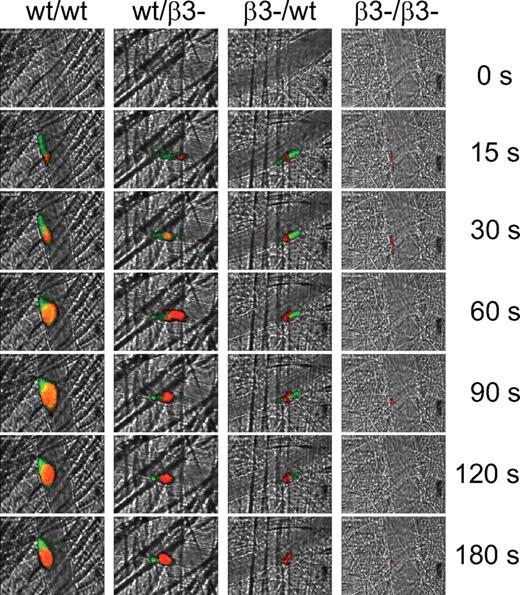 Figure 7. PDI and platelet accumulation in chimeric mice after vascular injury. Chimeric mice were generated by reciprocal bone marrow transplantation between wild-type (WT) and β3−/− mice. Noninhibitory rabbit anti-PDI antibody (0.5 μg/g body weight) conjugated to Alexa 488 was infused into mice with a nonblocking rat anti–mouse GPIbβ antibody conjugated to DyLight 649 5 minutes before laser-induced arteriolar wall injury. Representative images associated with platelets (red) and PDI (green) are shown over a time course of 180 seconds after vessel injury within the context of the bright-field microvascular histology.