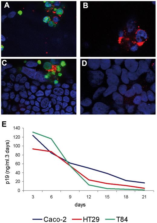 Figure 3. Assessment of susceptibility of epithelial cells to HTLV-1 infection. (A-D) Immunofluorescence observations of a coculture between Caco-2 cells and HTLV-1–infected lymphocytes (confocal microscopy at apical and basal levels of the cells). Nuclei are stained with DAPI (blue) and the p24 capsid was detected by immunofluorescence (red). In panels A and B, lymphocytes were stained (day 0) in green with the cell tracker CMFDA. Original magnification, 250×. Observation was with a Zeiss AxioVision fluorescence microscope equipped with an Apotome device. Image acquisition was with a Zeiss Axiocam camera. (A) Top view on the infected lymphocytes (apical level) of the coculture 3 days after contact. (C) Basal view on the Caco-2 cell level at day 3 after contact. (B) Top view on the level of the infected lymphocytes on day 7 after coculture. (D) Basal view of the culture showing the absence of immunoreactivity within Caco-2 cells on day 7 after coculture. (E) Production of p19 up to 21 days after coculture with irradiated HTLV-1–infected lymphocytes monitored by ELISA assay. Three different human enterocytic cell lines were tested for viral p19 production: Caco-2 (blue line), HT29 (red line), and T84 (green line) cells. For the 3 cell lines, viral protein p19 production was shown to decrease in a constant manner up to day 21.