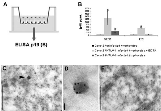 Figure 5. Transcytosis of HTLV-1 virions across the epithelial cell monolayer. (A) Experimental setting to study the viral passage after coculture. Caco-2 cells were cultured on Transwell filters before the addition of HTLV-1–infected or uninfected lymphocytes (48-hour cultures) to the apical compartment. (B) Temperature dependence of the viral p19 transport across the monolayer. Cocultures of differentiated Caco-2 cells with HTLV-1–infected lymphocytes were incubated at either 4°C or 37°C. Determination of the amount of p19 protein in the basal compartment of the Transwell devices after 2 hours of contact with lymphocytes was by ELISA assay. Left column, coculture of Caco-2 cells/uninfected lymphocytes; middle column, coculture of Caco-2 cells/infected lymphocytes pretreated with EDTA (positive control); right column, coculture of Caco-2 cells/infected lymphocytes. Results are from 3 different experiments performed at 37°C (left) or 4°C (right). *P < .05. (C-E) Immunogold staining for HTLV-1 p24 protein in the cytoplasm of Caco-2 cells cocultured with infected lymphocytes by transmission electron microscopy. After 2 hours of contact between Caco-2 cells and HTLV-1–infected lymphocytes, cell monolayers on Transwell filters were fixed by ultrarapid cooling, sectioned, and immunogold labeled for the p24 capsid protein. (C-D) Immunoreactivity of HTLV-1 p24 Gag protein in specific clusters of gold particles (black arrow in C) in the cytoplasm of Caco-2 cells cocultured with infected lymphocytes. (E) No such clusters of gold particles were detected in the cytoplasm of Caco-2 cells cocultured with uninfected lymphocytes. Scale bar indicates 500 nm in panels C and E and 50 nm in panel D. Observation was with a JEOL 1010 transmission electron microscope operating at 80 kV. Image acquisition was with a Nikon CCD camera.