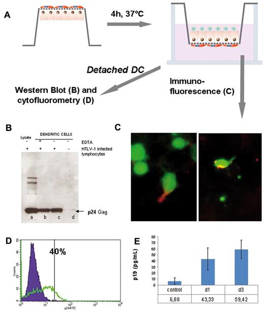 Figure 6. HTLV-1 transported across the tight epithelial monolayer is able to infect productively human DCs. (A) Scheme depicting the experimental procedure. Briefly, Caco-2 cells were grown as usual on Transwell filters until differentiation, at which time filters were turned upside down and DCs were seeded on the inversed filter. After 4 hours, filters were turned again and HTLV-1–infected lymphocytes were added as usual to the apical pole to initiate triculture. TER was checked regularly to confirm the tightness of the cellular barrier. (B,D) Western blot and FACS analysis of the presence of the viral p24 protein within DCs. After 4 days of coculture, DCs were harvested by detaching from the filter by centrifugation (200g) and examined for the p24 viral protein. (B) Western blot assay showing a signal for the p24 protein in DCs (lane c) compared with the whole HTLV-1–infected lymphocytes cell lysate (lane a) or DCs cocultured with Caco-2/uninfected lymphocytes (lane d) and the positive control treated with EDTA (lane b). (D) Flow cytometric analysis revealed 40% DCs positive for the p24 capsid protein (green curve) after coculture underneath the Transwell with Caco-2 and HTLV-1–infected lymphocytes. (C) Localization of HTLV-1 p24 protein within DCs by immunofluorescence. DCs were labeled in green with Cell Tracker vital dye before coculture. After 3 days of contact, immunofluorescence directed against the p24 protein was performed (red). Shown is the lower side of the filter. Immunoreactivity (red) was detected either in the dendrites (left) or in the cell body (right) of DCs. Original magnification was 250×. Observation was with a Zeiss AxioVision fluorescence microscope equipped with an Apotome device. Image acquisition with a Zeiss Axiocam camera. (F) Production of viral p19 protein by DCs harvested from tricultures. Four days after contact, DCs were harvested by centrifugation (200g) from basal side of the Transwell filters, seeded in fresh medium for 4 days, and viral p19 protein was measured in the medium at days 1 and 3 after culture by ELISA assay and compared with control.