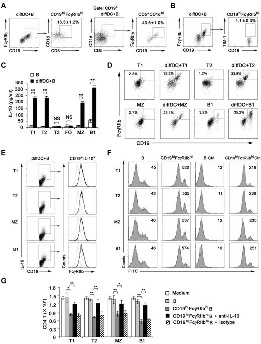 Figure 6. Regulatory DCs induce CD19hiFcγIIbhi regulatory B-cell generation from T1, T2, MZ, and B1 B cells. (A) Splenic B cells cocultured with regulatory DCs were stained for CD19, FcγRIIb, CD5, and CD1d. Cells within the CD19hiFcγRIIbhi B-cell gate were assessed for CD1d and CD5 expression. Cells within the CD5+CD1dhi B-cell gate were assessed for CD19 and FcγRIIb expression. (B) Splenic B cells cocultured with regulatory DCs were stained for CD19, FcγRIIb, and TIM-1. Cells within the CD19hiFcγRIIbhi B-cell gate were assessed for TIM-1 expression. (C) Splenic T1 (CD93+IgMhiCD23lo), T2 (CD93+IgMhiCD23hi), T3 (CD93+IgMloCD23hi), MZ (CD93−CD21hiCD23lo), FO (CD93−CD21loCD23hi), and B1 (B220+CD5+) B cells were sorting-purified, respectively, and cultured with or without regulatory DCs for 48 hours. Culture supernatants were collected for IL-10 assay. (D) Splenic T1, T2, MZ, or B1 B cells cultured with regulatory DCs were stained for CD19 and CD16/CD32 and analyzed by flow cytometry. (E) Splenic T1, T2, MZ, or B1 B cells were cultured with regulatory DCs. CD19+IL-10+ B cells were gated and assessed for FcγIIb expression. Gray lines represent the expression of FcγIIb on T1, T2, MZ, and B1 B cells before coculture. (F) Splenic T1, T2, MZ, or B1 B cells were cultured with regulatory DCs for 48 hours. CD19hiFcγRIIbhi B cells derived from T1, T2, MZ, and B1 B cells were sorted by flow cytometry, respectively. The phagocytic ability of freshly isolated T1, T2, MZ, and B1 B cells and sorted CD19hiFcγIIbhi populations derived from T1, T2, MZ, and B1 B cells was assessed by flow cytometry of FITC-OVA-IC phagocytosis. Numbers in the histogram indicate the mean fluorescence intensity of test samples. Ctrl indicates controls (cells incubated with FITC-OVA-IC at 4°C). (G) Freshly isolated T1, T2, MZ, and B1 B cells or sorted CD19hiFcγIIbhi populations derived from T1, T2, MZ, and B1 B cells were cocultured with activated CD4 T cells (naive peptide-specific CD4 T cells were stimulated by maDCs for 24 hours). In some groups, neutralizing anti–IL-10 antibody was added into the activated CD4 T/B coculture system. After 5 days, the relative number of viable CD4 T cells in each well was detected by flow cytometry. Results are representative of 3 independent experiments. (C,G) Data are mean ± SD of triplicate cells. *P < .05. **P < .01. NS indicates not significant.