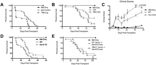 Figure 3. Inhibiting Tim-3 results in accelerated lethality while increasing gal-9 expression results in decreased lethality. (A) B6 mice were lethally irradiated and infused with 107 BALB/c NTCD BM and 15 × 106 BALB/c splenocytes. Survival plot of IgG control (closed circle) versus Tim-3-Ig treatment (open circle) is shown (P = .012, n = 21-24/group). (B) B6 mice were lethally irradiated and infused with 107 BALB/c NTCD BM and 1 × 106 BALB/c or 1 × 106 Tim-3−/−–purified T cells. Survival plot of BALB/c (closed circle) versus Tim-3−/− (open circle) donor is shown (P = .083, n = 16/group). (C) B6 mice were lethally irradiated and infused with 107 BALB/c NTCD BM and 1 × 106 BALB/c or 1 × 106 Tim-3−/−–purified T cells. Mice were analyzed for clinical scores (n = 8/group). (D) BALB/c or gal-9 Tg mice were lethally irradiated and given 107 B6 NTCD BM and 2 × 106 B6-purified T cells. Survival plot of BALB/c versus gal-9 Tg recipients is shown (P < .01, n = 24/group). (E) gal-9 Tg mice were lethally irradiated and given 107 BALB/c NTCD BM and 3 × 106 BALB/c or 3 × 106 Tim-3−/−–purified T cells. Survival plot of BALB/c versus Tim-3−/− donors is shown (P = .217, n = 12/group).