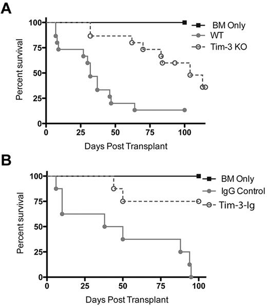 Figure 4. Inhibiting Tim-3 in the absence of Tregs leads to decreased lethality. (A) B6 mice were lethally irradiated and infused with 107 BALB/c NTCD BM and 3 × 106 BALB/c or Tim-3−/−–purified CD25− T cells. Survival plot of BALB/c (closed circle) versus Tim-3−/− (open circle) donor is shown (P < .001, n = 15/group). (B) B6 mice were lethally irradiated and infused with 107 BALB/c NTCD BM and 106 BALB/c CD4+CD25− T cells. Survival plot of IgG control (closed circle) versus Tim-3-Ig (open circle) treatment is shown (P < .01, n = 8/group).
