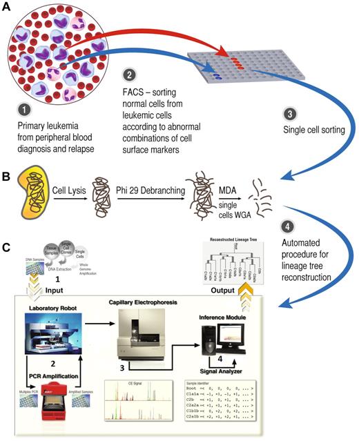 Figure 1. Flowchart of the study method. (A) Paired diagnosis and relapse bulk samples were sorted by FACS, yielding a pure leukemic cell population apart from the normal fraction. (B) Single cells were sorted and whole genome amplification (WGA) was taken by a multiple displacement loop (MDA) procedure. (C1) The product of single-cell WGA entered the automatic lineage tree reconstruction module. (C2) Microsatellites (MSs; n = 120) were amplified by the laboratory robot for each single cell. (C3) Fluorescently labeled PCR products were analyzed by capillary electrophoresis. (C4) Automated analysis of capillary signals was translated to the number of MS repeat units and to reconstruct a lineage tree by phylogenetic methods (panel C was adapted from Frumkin et al12).