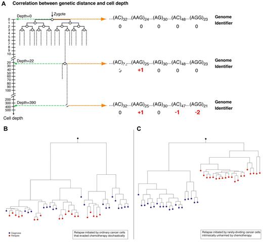 Figure 2. Cell depth and the role of replication rate heterogeneity in relapse. (A) As cells replicate they accumulate random microsatellite (MS) alterations which create a unique genetic identifiers. The genetic distance of each cell from the root is defined as cell depth. The accumulation of MS mutations can be translated to the number of replications (deduced from MS mutation rate). Therefore, deep cells, namely cells that are far away from the root, had undergone more replications and the opposite is true for shallow cells (adapted from Wasserstrom et al14). (B) Relapse is initiated by cells that escape chemotherapy stochastically. Cancer cells at relapse are descendants of these cells at diagnosis. Y-axis represents depth in arbitrary units. (C) Relapse is initiated by quiescent cells unharmed by chemotherapy. The cells that initiated relapse are shallow because they divided rarely before relapse. Cells at relapse are descendants of these cells.