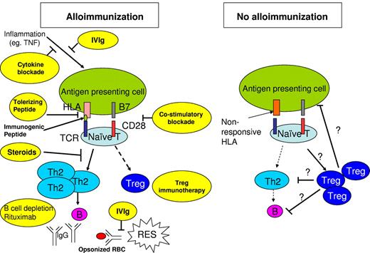 Figure 1. Hypothetical schema of immune response to RBC antigens in alloimmunized versus nonalloimmunized patients. Multiple participants in alloimmunization versus no alloimmunization states are outlined. Preventive interventions and the specific steps in prevention of alloimmunization are shown in yellow. In addition, the possible modes of action of steroids and IVIg for treatment of DHTR are also shown in yellow. The hypothetical model predicts that the chronic inflammatory state in SCD creates a microenvironment with increased inflammatory cytokines, which favors antigen-presenting cells (APCs), such as macrophages and dendritic cells to increase consumption of the transfused allogenic RBCs, and also favor generation of immunogenic peptides in APCs. The person's HLA repertoire will then dictate whether these peptides are presented to the naive CD4+ T helper (Th) cells or not. Alloimmunized sickle patients have increased Th2 frequency, normally associated with humoral immune response, or decreased Treg activity associated with alloimmunization. The skewing toward Th2 or decreased Treg is proposed to be associated with B-cell activation and antibody production. In SCD patients who may have a genetic predisposition to be nonresponders, or patients who do not produce antibodies after allogeneic transfusions, the APCs may be less immunostimulatory such that the peptides presented to the naive CD4 cells are tolerizing and result in the induction of Tregs that can reduce Th2 and/or B cell and APC activation (“?”).