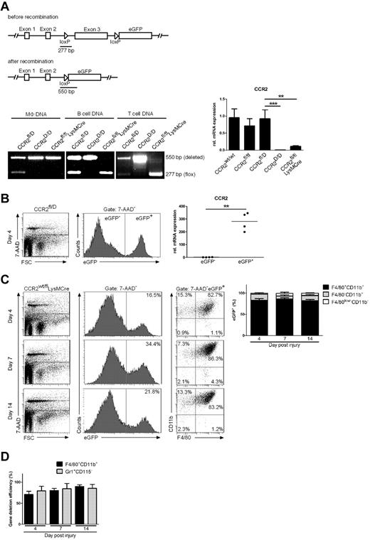 Figure 1. Conditional targeting of the CCR2 gene. (A) Top, scheme illustrating the CCR2 gene construct and the 2 loxP sites flanking exon 3, the eGFP cassette, and the PCR fragment length before and after successful recombination. Bottom left, PCR of genomic DNA isolated from various cell types and mouse mutants. Bottom right, relative expression of CCR2 in F4/80+ cells FACS sorted from the peritoneal cavity in diverse mouse mutants (n = 3 mice per genotype). (B) Fidelity of reporter expression in CCR2fl/D mice: eGFP+ and eGFP− wound cells were sorted for analysis of CCR2 mRNA expression (n = 4 wounds on 2 mice). (C) Specificity of LysMCre-mediated CCR2 gene deletion in myeloid wound cells isolated from CCR2wt/flLysMCre mice: eGFP+ cells were gated and analyzed for expression of F4/80 and CD11b at different time points after injury (n = 6-8 wounds on 2-3 mice per time point). (D) Efficiency of LysMCre-mediated CCR2 gene deletion in myeloid wound cells: the frequency of eGFP+ cells within the gates of F4/80+CD11b+ and Gr1+CD115− cells isolated from wound tissues of CCR2wt/flLysMCre mice were determined and correlated with the frequency of eGFP+ cells within the gates mentioned above isolated from wound tissue of CCR2fl/D mice (n = 6-8 wounds on 2-3 mice per time point). Two independent experiments were performed and data are expressed as means ± SD. **P < .01; ***P < .001.