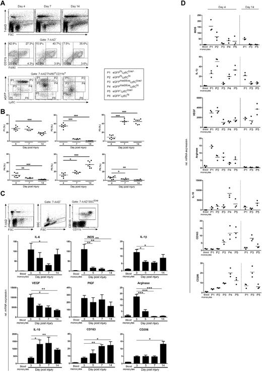 Figure 2. Skin injury induces the rapid accumulation of inflammatory CCR2+Ly6C+ monocytes/macrophages. (A) Representative FACS analysis of single-cell suspensions of wound tissue from CCR2fl/D mice at different time points after injury. F4/80+CD11b+ cells were gated and analyzed for expression of eGFP and Ly6C. (B) Fractions P1-P6 were gated and quantified (n = 6-10 wounds on 2-5 mice per time point). (C) Top, SSClowCD11b+CD115+ blood monocytes were gated and FACS sorted for qRT-PCR analysis. Bottom, qRT-PCR analysis of selected genes in F4/80+CD11b+ macrophages isolated from wound tissue of control mice at different time points after injury normalized to gene expression in SSClowCD11b+CD115+ blood monocytes (n = 4-8 wounds on 2-4 mice per time point). (D) qRT-PCR analysis of selected genes in F4/80+CD11b+ macrophages gated for P1-P6 fractions isolated from wound tissue in CCR2fl/D mice at different time points after injury and normalized to gene expression in SSClowCD11b+CD115+ blood monocytes. Each dot represents 1 mouse (tissues of 4 wounds per mouse were pooled). A minimum of 2 independent experiments were performed and data are expressed as means ± SD. *P < .05; **P < .01; ***P < .001.