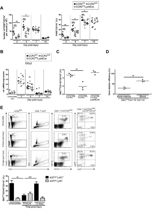 Figure 3. CCR2 is critical for homing of inflammatory monocytes to skin wounds. (A) Absolute cell number (left) and fraction of F4/80+CD11b+ cells (right) in wound tissue of different mutants were determined by FACS analysis (n = 6-10 wounds on 2-5 mice per time point). (B) qRT-PCR analysis for CCL2 in wound tissue from mutants at different time points after injury normalized to unwounded skin. (C) Fractions of SSClowCD11b+CD115+ blood monocytes in unwounded mutants were determined by FACS analysis. (D) Efficiency of LysMCre-mediated CCR2 gene deletion in monocyte precursors/monocytes isolated from BM and blood. Frequency of eGFP+ cells within the gate of SSClowCD11b+CD115+ cells isolated from CCR2wt/flLysMCre mice were determined and correlated with the frequency of eGFP+ cells within the gate mentioned above isolated from CCR2fl/D mice. (E) Representative FACS analysis of PBMCs isolated from CCR2fl/D mice before and after injury. SSClowCD11b+CD115+ cells were gated and analyzed for the expression of eGFP and Ly6C (n = 3-4 mice per time point). In panels A and B, each dot represents 1 wound; in panels C and D, each dot represents 1 mouse. A minimum of 2 independent experiments were performed and data are expressed as means ± SD. *P < .05; **P < .01; ***P < .001.