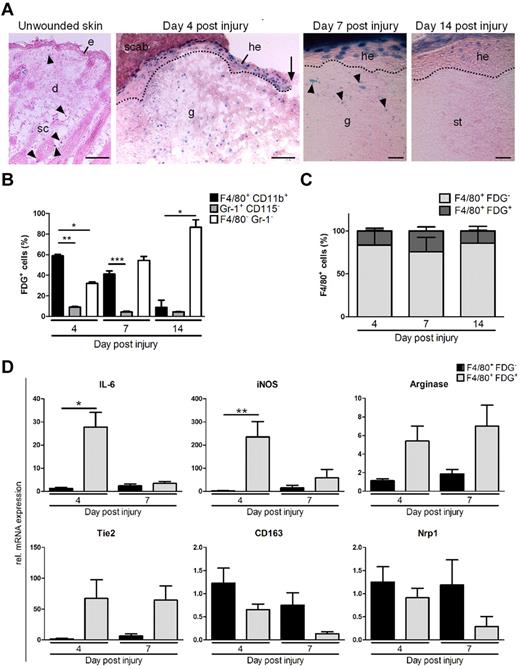Figure 5. Macrophages are the prevailing VEGF source in the early phase of skin repair and demonstrate features of M1/M2 activation. (A) X-Gal staining of unwounded and wounded skin of VEGF-lacZ reporter mice. e indicates epidermis; d, dermis; sc, subcutaneous fat tissue; he, hyperproliferative epithelium; g, granulation tissue; st, scar tissue; pc, panniculus carnosus; sm, skeletal muscle; arrowheads, positive stained cells; dotted line, basement membrane; and arrow, tip of epithelial tongue; scale bars for unwounded skin and day 4, 100 μm; scale bars for day 7 and 14, 10 μm. (B) FDG+ wound cells from VEGF-lacZ reporter mice were isolated, analyzed by FACS, and gated for macrophages (F4/80+CD11b+), neutrophils (Gr-1+CD115−), and nonmyeloid cells (F4/80−Gr-1−). (C) Quantification of FACS-analyzed wound cells in VEGF-lacZ mice gated for F4/80+FDG− and F4/80+FDG+ (n = 8-12 wounds on 2-3 mice per time point). (D) Relative expression of selected genes in F4/80+FDG− and F4/80+FDG+ cells at different time points after injury (n = 3-6 mice per time point). Data are expressed as means ± SD. *P < .05; **P < .01; ***P < .001.