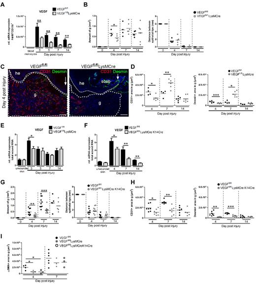 Figure 6. Myeloid cell–derived VEGF is critical for the induction of wound angiogenesis and tissue growth during the early phase of repair. (A) qRT-PCR analysis for VEGF in F4/80+CD11b+ macrophages isolated from wound tissue of mutants at different time points after injury normalized to SSClowCD11b+CD115+ blood monocytes (n = 4-8 wounds on 2-4 mice per time point and genotype). (B) Morphometric analysis of H&E-stained wound tissue at different time points after injury. (C-D) CD31/desmin double immunostaining (C) and morphometric quantification (D) of wound tissue. (E) qRT-PCR analysis for VEGF expression in complete wound tissue at the indicated time points after injury normalized to unwounded skin (n = 4-8 wounds on 2-4 mice per time point). (F) qRT-PCR analysis for VEGF expression in complete wound tissue at the indicated time points after injury normalized to VEGF expression in unwounded skin (n = 4-8 wounds on 2-4 mice per time point). (G) Morphometric analysis of H&E-stained wound tissue. (H-I) Morphometric quantification of CD31/desmin double immunostained (H) or αSMA-stained (I) wound tissue. Data are expressed as means ± SD. Each dot represents 1 wound; hatched line, granulation tissue; dotted line, hyperproliferative epithelial tongue; arrows, tip of epithelial tongue; g, granulation tissue; and he, hyperproliferative epithelium. Scale bars indicate 100 μm. Three independent experiments were performed. *P < .05; **P < .01; ***P < .001.