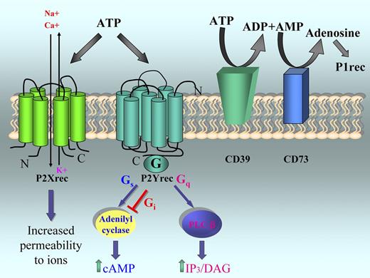 Figure 1. Type 2 purinergic receptors and extracellular ATP metabolism. Extracellular ATP exerts its effects on cells by binding to type 2 purinergic receptors. A prototypic P2X receptor is shown. In the active conformation, 3 peptide subunits are assembled to form an ion-permeable channel pore. Each one of the subunits is formed by 2 membrane-spanning domains, a large extracellular loop, and intracellular carboxyl and amino termini. Binding of ATP is crucial for subunit oligomerization, which leads to the opening of pores and the determination of the influx/efflux of cations. ATP can bind P2Y receptors, which are 7 membrane-spanning, G-protein–coupled receptors. Binding of nucleotides induces different cascades of intracellular signaling events, depending on the specific type of G protein associated with the receptor (P2Y1, 6, 14: Gq/11; P2Y2, 4: Gq/11-Gi; P2Y11: Gs, Gq/11; P2Y12, 13: Gi/o). ATP in the extracellular space is metabolized by the plasma membrane-bound ectoenzyme CD39 that catalyzes the hydrolysis of ATP into ADP/AMP and CD73, which subsequently hydrolyzes AMP into adenosine. The activity of these enzymes contributes to the removal of ATP from the extracellular space, thus limiting the duration of signaling. In turn, adenosine engages purinergic P1 receptors (adenosine receptors).