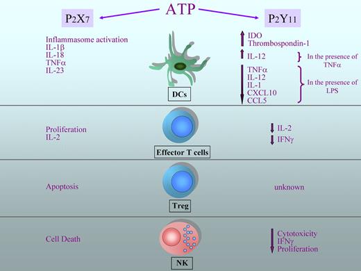 Figure 2. Diverse regulation of leukocyte function exerted by ATP. ATP can exert different effects on immune cells depending on which receptor is engaged. On DCs, ATP induces inflammasome activation and secretion of proinflammatory cytokines on binding to P2X7, whereas the activation of P2Y11 leads to a reduced production of proinflammatory cytokines and chemokines (in the presence of lipopolysaccharide) and to the production of immunosuppressive molecules, such as indoleamine 2,3-dioxygenase (IDO) and thrombospondin-1. On the other hand, in the presence of TNF-α, the secretion of IL-12 from DCs is increased. Activation of P2X7 on effector T lymphocytes increases IL-2 secretion and proliferation; in contrast, binding of P2Y11 determines a reduction in INF-γ and IL-2 production and limits proliferation. ATP has a crucial role in maintaining the homeostasis of regulatory T cells, as these lymphocytes are particularly sensitive to apoptosis induced by P2X7 activation. The effects of P2Y11 activation on Tregs are currently not known. ATP reduces IFN-γ production, proliferation, and cytotoxic activity in NK cells through the activation of P2Y11, whereas the engagement of P2X7 leads to cell death.