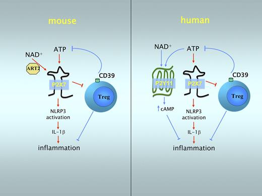 Figure 3. eATP differentially modulates inflammation in mice and humans. In mice (left), eATP activates the ionotropic receptor P2X7, which can also be activated by NAD+ through ART2.2-mediated ADP ribosylation. P2X7 activation leads to K+ efflux that triggers NLRP3 inflammasome activation, thereby promoting inflammation (red lines). P2X7 can also induce apoptosis of Tregs, thus amplifying inflammation. On the other hand, Tregs contribute to a reduction in eATP concentration by expressing the CD39 ectoenzyme, which hydrolyzes ATP into ADP and AMP (blue lines). In humans (right), the high-affinity ATP receptor P2Y11 mediates immunosuppressive effects by increasing the intracellular cAMP concentration. Moreover, because of the absence of a human ortholog of the murine ART2.2 gene, NAD+ does not activate P2X7.