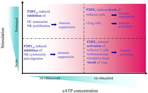 Figure 4. Different outcomes of immune cells exposed to eATP. Depending on the P2 receptor subtype expressed, the concentration in the extracellular milieu, and the duration of stimulation, eATP may induce pro- or anti-inflammatory responses. Millimolar concentrations of eATP open the P2X7 channel. Whereas the opening of the P2X7 channel for a short period of time leads to the activation of a number of mechanisms that sustain inflammation, prolonged stimulation of the P2X7 channel induces apoptosis of cells and consequent immune suppression. Relatively low (micromolar) concentrations of eATP activate the high-affinity receptor P2Y11, which is coupled to a Gs protein and induces an increase in intracellular concentration of cAMP, a well-known negative regulator of immune cells. Engagement of P2Y11 inhibits several effector mechanisms, including NK- and T-cell proliferation, cytokine production, and cytotoxic activity, thus contributing to the resolving phase of inflammation. In this model, ATP would act both as an initiator and terminator of immune response.