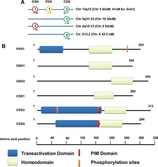 Figure 1. Characteristics of ParaHox genes. (A) Chromosomal location of human ParaHox genes. Chromosomal locations of murine ParaHox genes are given in brackets. The direction of transcription is indicated by an arrow. (B) Protein structure of ParaHox genes; shown is the protein structure depicting the N-terminal transactivation domain (blue), the Pbx-interacting motif (PIM; brown), the HD (green), and validated phosphorylation sites (orange).