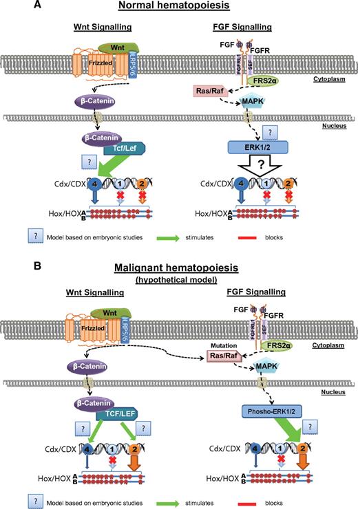 Figure 3. Hypothetical model of Cdx gene regulation in normal and malignant hematopoiesis. (A) Normal hematopoiesis, based on results from studies in embryogenesis, the canonical Wnt pathway regulates the expression of CDX4 by the Lef1/Tcf complex in hematopoiesis. The FGF-MAPK pathway is not constitutively active in stem and progenitors cells. (B) Malignant hematopoiesis, either deregulation of the WNT pathway or FGF signaling induces aberrant CDX2 expression in human leukemia.