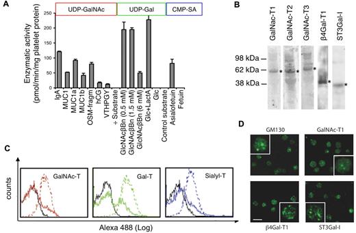 Figure 1. Human platelets contain functional surface and intracellular glycosyltransferases. (A) GalNAc-transferase, galactosyltransferase, and sialyltransferase activities in platelets. Detergent-extracted platelets were incubated with UDP-14C-GalNAc, UDP-14C-Gal, or CMP-14C-sialic acid (SA) and acceptor substrates. See supplemental Methods for details on acceptor substrates. Shown are the means ± SD of 3 experiments. (B) Immunoblots of platelet lysates subjected to SDS-PAGE using mAbs specific for GalNAc-T1, GalNAc-T2, GalNAc-T3, β4Gal-T1, and ST3Gal-I glycosyltransferases. Asterisks indicate bands with molecular weights corresponding to the glycosyltransferases (n = 3). (C) Flow cytometry histograms of GalNAc-T1 (red), β4Gal-T1 (green), and ST3Gal-I (blue) expression in nonpermeabilized (solid line) and permeabilized (dotted line) resting platelets. Isotype control mAbs (black line; n = 3). (D) Galactosyltransferase and Golgi marker (GM130) distribution in resting platelets determined using anti-GM130 and anti–GalNAc-T1, β4Gal-T1, and ST3Gal-I mAbs (n > 5). Insets show platelets at a higher magnification. Scale bars indicate 5 μm.