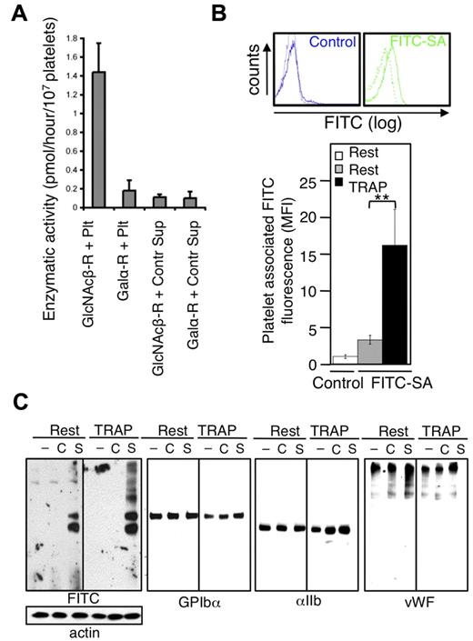 Figure 3. Platelets glycosylate exogenous platelet and plasma acceptors. (A) Surface galactosyltransferase activity measured by incubating platelets with GlcNAc-βGlcNAc-PAA 2.8 μm (GlcNAcβ-R + Plt) or α-Gal-Dynabead conjugates (Galα-R + Plt) and UDP-14C-galactose. Galactosyltransferase activity released into the supernatant during incubation with Dynabead conjugates (GlcNAcβ-R + Sup and Galα-R + Sup). (B) Surface sialyltransferase incorporated FITC-conjugated CMP-SA (FITC-SA) into resting (dotted line) or TRAP-activated platelets. FITC alone (Control) was added to resting (dotted line) or TRAP-activated platelets (solid line). Quantification of resting and TRAP-activated platelet-associated mean fluorescence intensity (MFI); n = 3. (C) Immunoblots of lysates from resting (Rest) or TRAP-activated platelets (TRAP), treated with FITC (C) or CMP-FITC-SA (S) or left untreated (-) with Abs to FITC, GPIbα, αIIb, and VWF. Actin is shown as a loading control (n = 3).