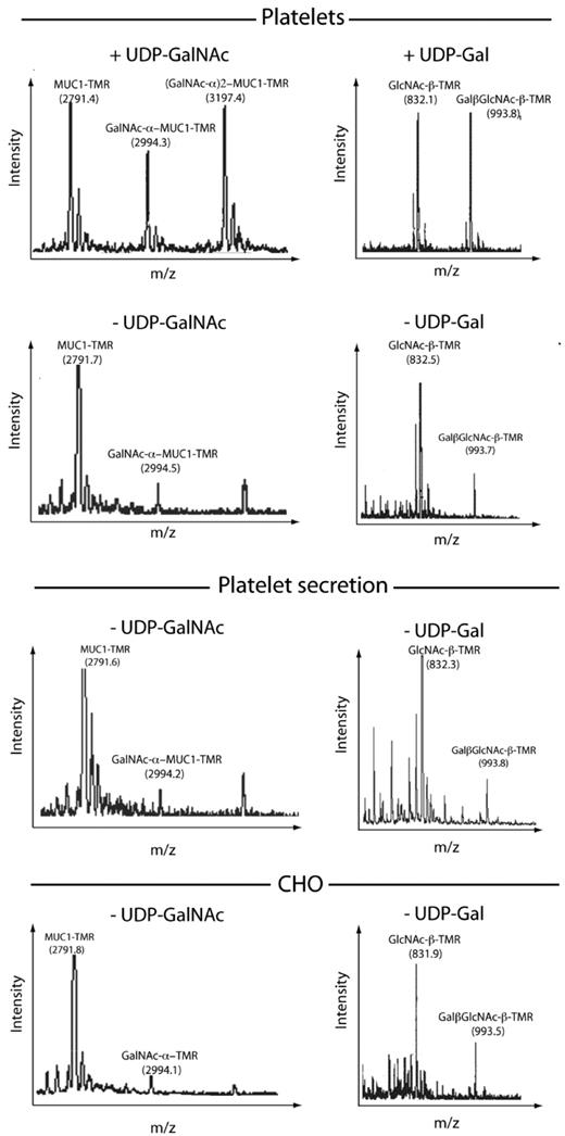 Figure 5. Platelets glycosylate exogenous acceptors. Matrix-assisted laser desorption/ionization–time of flight mass spectrometry of glycosylation products in detergent extracts from resting platelets (Platelets), secretion from TRAP-activated platelets (Plt. secretion), Chinese hamster ovary cell lysates after addition of exogenous GalNAc-transferase acceptor TMR-PEG-MUC1 (left), or Gal-transferase acceptor TMR-βGlcNAc (right). No exogenous donor UDP-GalNAc or UDP-Gal was added, with the exception of the top panels, in which 100μM UDP-GalNAc and UDP-Gal were added, respectively (n = 3).