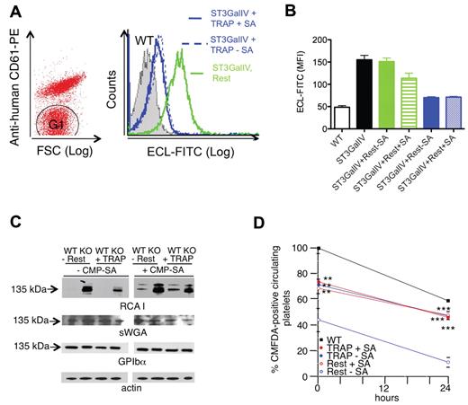 Figure 6. Platelets sialylate specific surface glycoproteins in neighboring cells. (A) Sialylation of GPIbα in ST3GalIV−/− mouse platelets by activated human platelets. Human platelets were identified and separated from mouse platelets (G1) by flow cytometry using PE-conjugated anti–human CD61. Flow cytometric analysis of terminal β-galactose using ECL-FITC-labeled lectin on mouse ST3GalIV−/− platelets (G1) incubated with TRAP-activated human platelets (TRAP) or resting platelets (Rest) in the absence of CMP-SA. Relative binding of ECL-FITC to ST3GalIV+/+ (WT) and ST3GalIV−/− (KO) platelets, and to ST3GalIV−/− platelets incubated with medium from resting (Rest) or TRAP-activated human platelets (TRAP) with (+SA) and without CMP-SA (-SA). (B) Histograms report the mean ± SEM. SA indicates CMP-SA (n = 3). (C) Incorporation of sialic acid in GPIbα. ST3GalIV+/+ (WT) and ST3GalIV−/− (KO) mouse platelets were incubated with supernatants from resting (Rest) or TRAP (TRAP)–activated human platelets with (+CMP-SA) or without (-CMP-SA) CMP-SA. Lysates were subjected to SDS-PAGE and immunoblotted with sWGA, RCA-I, or Abs to GPIbα and actin (n = 3). (D) Survival of ST3GalIV+/+ (WT) or ST3GalIV−/− mouse platelets incubated with resting (Rest) or TRAP-activated human platelet supernatants (TRAP) in the presence (+CMP-SA) or absence (-CMP-SA) of CMP-SA. The y-axis reflects the platelet recovery defined by the number of platelets circulating at the first sample point after injection, expressed as the percentage of circulating nonactivated WT platelets. Shown are means ± SEM for 6 recipients. **P < .01; ***P < .001.