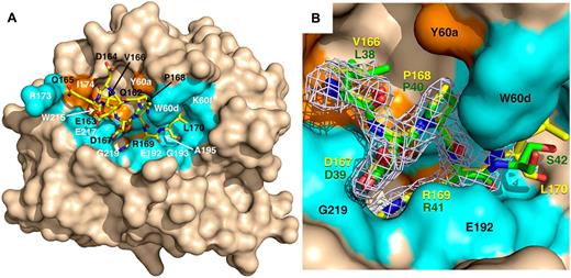 Figure 4. X-ray crystal structure of thrombin S195A in complex with a fragment of the activation domain of protein C. (A) Thrombin is rendered in surface representation (wheat) with the active site in the center and exosite I on the right. The protein C peptide is rendered in stick representation (yellow). Residues of thrombin interacting with the protein C peptide through molecular contacts within 4 Å are in orange (hydrophobic contacts) or marine (polar contacts). (B) Details of how the P4 to P1′ residues of the protein C peptide (yellow sticks) dock into the active site of thrombin. The 2Fo-Fc electron density map (light green mesh) is contoured at 1 σ. A direct comparison is shown with the P4 to P1′ residues of the thrombin receptor PAR1 (green sticks).42 R169 penetrates the primary specificity pocket and is partially covered in this view by the side chain of E192. P168 at the P2 position makes strong hydrophobic interactions with residues P60b, P60c, and W60d. D167 at the P3 position makes a polar interaction with the backbone N atom of G219 of thrombin, which mimics the interaction of D39 at the P3 position of PAR1. V166 at the P4 position points toward W215 in the aryl binding site. Overall, the binding mode of the P1 to P4 residues of protein C is very similar to that of the P1 to P4 residues of PAR1 and D167 at the P3 position of substrate makes favorable contribution to binding. Values of the B-factor for residues of the protein C peptide are given in parentheses (Å2): Q162 (65), E163 (65), D164 (67), Q165 (68), V166 (46), D167 (37), P168 (34), R169 (32), and L170 (57).