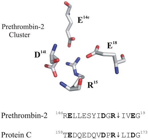 Putative anionic clusters surround the activation regions of prethrombin-2 and protein C (PC). The acidic residues D14l, E14e, and E18 are positioned around the proteolytically sensitive R15 of prethrombin-2 (PDB: 3SQE). PC has comparable residues at E160, D167, and D172 that may also function as an anionic cluster around the reactive R169. For these proteins, cleavage at the 15R-I16 (prethrombin-2) or the 169R-L170 (PC) peptide bond is an important part of the activation process.