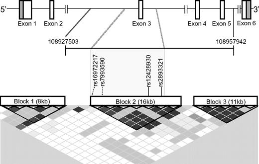 Figure 1. Linkage disequilibrium (LD) blocks within the BAFF gene. A schematic of the BAFF gene, TNFSF13B, is depicted at the top. The span of the 20 SNPs genotyped by Clark et al is demarcated by the genomic coordinates 109827503 and 108957942,1 shown at the ends of the horizontal bracket immediately below the gene. Coordinates were taken from the most recent human gene build (hg19) visualized by the NCBI genome browser (http://www.ncbi.nlm.nih.gov). The 3 LD blocks depicted were determined using the confidence interval method with Hapmap 3 data implemented by Haploview 4.2.2 The rs numbers of the 4 Clark et al cGVHD SNPs, shown in the gray box, are within the same LD block (Block 2). Solid vertical lines indicate a SNP that was plotted by Haploview; and dashed lines, a SNP that was not. The LD plot generated by Haploview was modified so that it aligns with the gene schematic above it. Degree of LD between 2 SNPs can be visualized on the LD plot shown in this figure as follows: (1) locate the SNP at the top of the LD plot and then follow diagonally along the diamond shaped boxes to the intersection with the diagonal from the other SNP of interest. The SNPs in high LD are represented by the darkest diamond shaped boxes (pairwise D' values shown; black indicates D' ≥ 0.95); D' is a measure of the frequency of association of alleles at 2 loci. D' ranges from 0 to 1, with 0 representing random association and 1 representing absolute association.