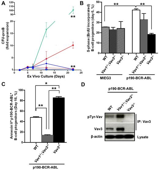 Figure 2. Loss of Vav3 impairs leukemic proliferation and survival of p190-BCR-ABL+ B-cell progenitors. (A) Expansion (fold) of in vitro–cultured B-cell progenitors (CFU-proB) from WT (red lines), Vav1−/−;Vav2−/− (green lines), and Vav3−/− (blue lines) cells transduced with either p190-BCR-ABL (solid lines) or mock vector (MIEG3, dotted lines). (B) S-phase fraction as assessed by bromodeoxyuridine incorporation of B-cell progenitors expressing either mock vector (hatched bars) or p190-BCR-ABL (solid bars) on day 6 of in vitro culture. (C) Apoptosis as assessed by annexin V binding of leukemic p190-BCR-ABL+ B-cell progenitors on day 16 of in vitro culture. (D) Representative example of immunoprecipitation and Western blot of pTyr-Vav and total Vav3 in p190-BCR-ABL+ B-cell progenitors from WT, Vav1−/−;Vav2−/−, and Vav3−/− mice. Lysates from 5 × 105 B-cell progenitors were immunoprecipitated, loaded, and blotted with Abs against phospho-tyrosine and Vav3. β-actin expression analysis from total lysate was used as a loading control (n = 3 independent experiments).