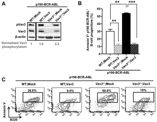 Figure 3. Expression of transgenic Vav3 rescues Vav3-deficient, p190-BCR-ABL+ leukemogenic cell survival. (A) Representative example (n = 4) of pVav3 and Vav3 expression in WT or Vav3−/− p190-BCR-ABL+ B-cell progenitors transduced with either empty vector (WT; Mock or Vav3−/−; Mock) or Vav3 (WT;Vav3 or Vav3−/−;Vav3). The level of Vav3 phosphorylation (pVav3/Vav3 density ratio) is presented normalized to the WT;Mock value. (B) Apoptosis as determined by annexin V binding of transduced B-cell progenitors (day 15 of culture). **P < .005; ***P < .001. Each experiment was done in triplicate and data are represented as means ± SD. (C) Representative example of FACS analysis of annexin V binding.