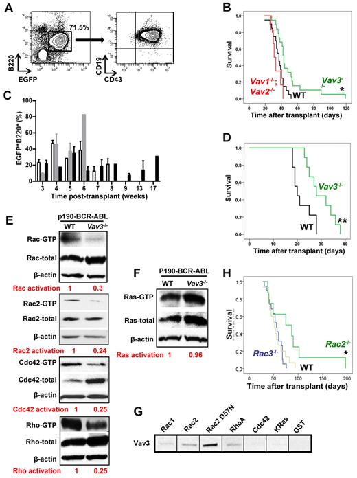 Figure 5. Vav3 deficiency delays p190-BCR-ABL induced B-ALL leukemogenesis and is associated with reduced activation of Rac. (A) Circulating p190-BCR-ABL–expressing B-cell progenitors in murine B-ALL transduction/transplantation model as determined by FACS analysis. (B) Survival of mice transplanted with 3 × 106 p190-BCR-ABL+ LDBM cells from WT (n = 22, black), Vav3−/− (n = 19, green), or Vav1−/−;Vav2−/− (n = 6, red) mice. *P < .05 (log-rank test). (C) Percentage of EGFP+/B220+ cells in the peripheral blood of WT (C57Bl/10, empty bars), Vav1−/−;Vav2−/− (gray bars) or Vav3−/− (black bars) mice shown in Figure 1B at different time points. (D) Representative experiment of 2 experiments with similar results, showing survival of secondary mice transplanted with sorted leukemic B-cell progenitors from primary B-ALL mice engrafted with p190-BCR-ABL WT (black) or p190-BCR-ABL, Vav3-deficient (green) cells. EGFP+B220+CD43+, cKitdim+ cells 4 × 105) were isolated and transplanted along 5 × 106 normal congenic BM cells into secondary recipients (C57Bl/10, n = 9 for each group). **P < .01 (log-rank test). (E-F) Representative examples of effector binding domain pull-down assays for total Rac, Rac2, Cdc42, and Rho (E) and Ras (F) of p190-BCR-ABL–expressing murine B-ALL BM cells (n = 3 independent experiments). Relative activation ratio (GTP-bound GTPase/total GTPase) normalized to the WT value is provided below each panel. (G) Representative example of Vav3 (effector) binding assays. Lysate from p190-BCR-ABL+ BaF/3 was incubated with GST alone, GST-fused Rac1, Rac2, Rac2D57N, Cdc42, or K-Ras (2 μg) and 10 μL of suspended glutathione-agarose (n = 3 independent experiments). (H) Kaplan-Meier survival curves of mice transplanted with p190 BCR-ABL–transduced LDBM cells from Rac2−/− (n = 10, green line), Rac3−/− (n = 22, blue line), or WT mice (n = 17, brown line). *P < .05 (log-rank test).