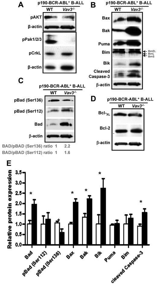 Figure 6. Vav3 modulates Bcl-2 family for p190-BCR-ABL+ leukemic cell survival. (A) Representative immunoblots of p-AKT, p-PAK, and p-CrkL in B-cell progenitors from primary murine B-ALL BM cells. β-actin expression analysis was used as a loading control. (B) Representative immunoblots of Bax, Bak, Puma, Bim (EL, L, and S isoforms are identified), and Bik in p190-BCR-ABL+ B-cell progenitors. Cleaved caspase-3 expression was analyzed to confirm proapoptotic status of analyzed cells and β-actin was used as a loading control. (C) Level of expression and phosphorylation of Bad in WT and Vav3−/− leukemic B-cell progenitors. (D) Representative immunoblots of Bcl-xL and Bcl-2 in p190-BCR-ABL+ WT or Vav3−/− B-ALL murine BM cells. β-actin was used as a loading control (n = 3 independent experiments). (E) Normalized expression levels of proteins presented in panels B and C (n = 3 independent experiments). Vav3-deficient, p190-BCR-ABL+ primary B-ALL BM cells (solid bars) were normalized to their WT counterparts (empty bars). Results are shown as means ± SD. *P < .05.