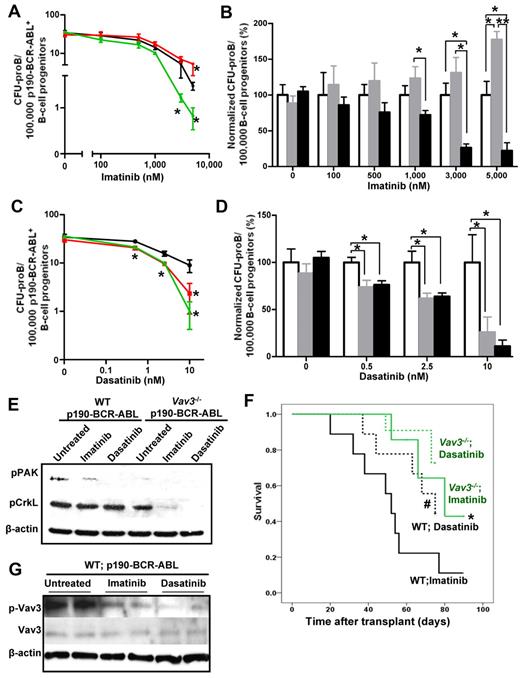 Figure 7. Loss of Vav3 sensitizes p190 BCR-ABL+ B-cell progenitors to kinase inhibitor drug treatments in vivo and in vitro. (A) B-cell progenitor frequency (CFU-proB) of p190-BCR-ABL–transduced LDBM cells in the presence or absence of different concentrations of imatinib. Transduced LDBM cells were cultured for 9 days in methylcellulose with the indicated doses of imatinib. Results are shown as means ± SD of 2 independent experiments performed in triplicate. *P < .05. (B) Normalized B-cell progenitor cell frequency with respect to WT cells from the same cultures shown in panel A. *P < .05; **P < .01. (C) B-cell progenitor frequency (CFU-proB) pf p190-BCR-ABL–transduced LDBM cells in the presence or absence of different concentrations of dasatinib carried out as in panel A. Two independent experiments were performed in triplicate. *P < .05. (D) Normalized B-cell progenitor frequency (CFU-proB) with respect to WT cells from the same cultures shown in panel C. B-cell progenitor frequencies of WT cells are depicted by black lines (A,C) or empty bars (B,D); Vav1−/−;Vav2−/− are depicted by red lines (A,C) or gray bars (B,D); and Vav3−/− are depicted by green lines (A,C) or black bars (B,D). (E) Representative example of immunoblot of p-PAK and p-CrkL in sorted B-cell progenitors from primary mouse LDBM cells transduced with p190-BCR-ABL. Sorted leukemic B-cell progenitors were pretreated with 5μM imatinib, 10nM dasatinib, or no drug (untreated) for 2 hours in vitro. β-actin expression was analyzed as a loading control (n = 2 independent experiments). (F) Kaplan-Meier survival curves of p190-BCR-ABL–induced B-ALL mice treated with either imatinib (solid lines) or dasatinib (dotted lines). WT (black solid line, n = 13) and Vav3-deficient (green solid line, n = 13), p190-BCR-ABL+ B-ALL mice were treated with daily doses of imatinib for up to 90 days. WT (black dotted line, n = 10) and Vav3-deficient (green dotted line, n = 15), p190-BCR-ABL+ B-ALL mice were treated with dasatinib for 75 days. *P < .05 between imatinib-treated WT B-ALL mice and Vav3−/− B-ALL mice; #P < .05 between imatinib-treated WT B-ALL mice and dasatinib-treated WT B-ALL mice (log-rank test). (G) Representative examples of immunoblot of Vav3 activation (p-Vav3) and expression (Vav3) in EGFP+ B cells from the BM of leukemic animals transplanted with WT, p190-BCR-ABL–expressing BM cells and left untreated or treated with imatinib or dasatinib (n = 2 mice per group in 1 of 2 independent experiments).