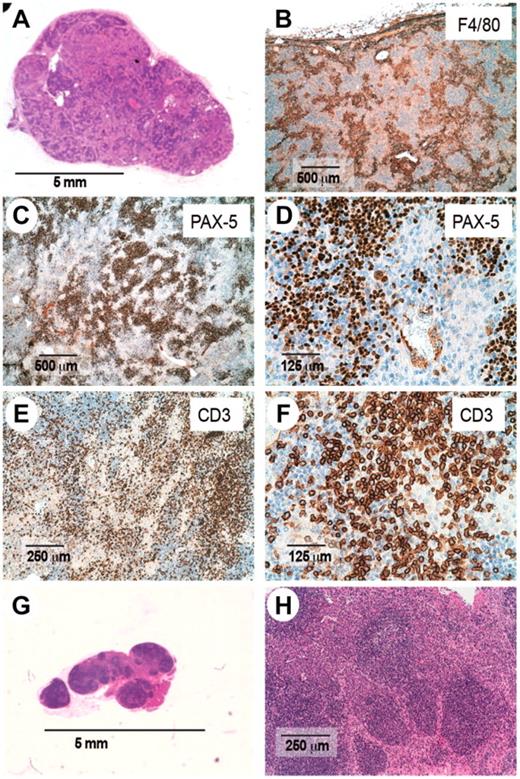Figure 3. Histologic examination of enlarged lymph nodes from Roquinsan/+ mice. Sections from enlarged (A-F) or nonenlarged lymph nodes (G-H) were stained with hematoxylin and eosin (A,G-H) or antibodies to the macrophage marker F4/80 (B), B-cell marker pax-5 (C-D), or pan-T-cell marker CD3ϵ (E-F). Sections are representative of 19 mice analyzed. All mice are 26 to 40 weeks of age.