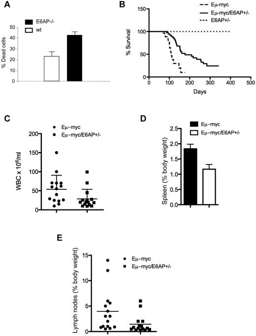 Figure 1. Myc-induced lymphomagenesis is significantly delayed in E6AP heterozygous mice. (A) Death of electronically gated B cells from BM of control wild-type (WT; E6AP+/+) and E6AP−/− mice, which had been irradiated with 5 Gy γ-irradiation was measured by PI staining and analyzed by FACS (n = 3, P < .001). Values represent mean ± SD. (B) Kaplan-Meier survival curves of Eμ-myc/E6AP+/− (n = 36, median survival, 153 days) and control (E6AP+/+) Eμ-myc transgenic mice (n = 30, median survival 103 days). Nontransgenic E6AP+/− mice were used as an additional control (n = 30). Lymphomas developed significantly later in Eμ-myc/E6AP+/− animals compared with the control Eμ-myc mice (P < .001; log-rank test). (C) Numbers of total leukocytes in the blood of sick, lymphoma-burdened mice (n = 15/genotype; P < .01). (D) Weights of spleens of sick, lymphoma burdened mice of the indicated genotypes (n = 15/genotype; P < .001). Values represent mean ± SEM. (E) Weights of combined lymph nodes of sick, lymphoma-burdened mice of the indicated genotypes (n = 15/genotype; P < .01).