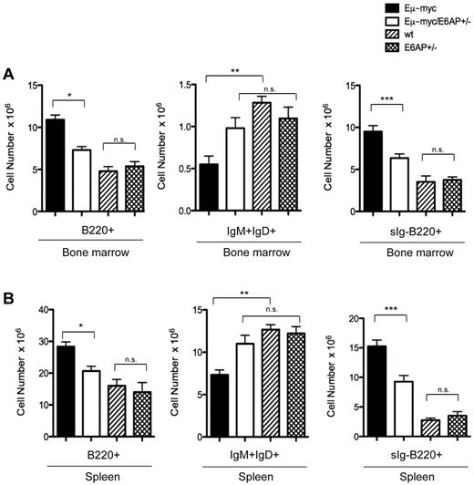 Figure 3. Preleukemic Eμ-myc/E6AP+/− mice have abnormally reduced numbers of pro-B/pre-B cells but normal numbers of sIg+ B cells compared with control Eμ-myc mice. Cells extracted from the BM and spleens of 4-week-old WT (nontransgenic E6AP+/+; ie, WT), E6AP+/−, Eμ-myc, and Eμ-myc/E6AP+/− mice were stained with antibodies to B220, IgM, and IgD and analyzed by FACS. (A) Absolute numbers of total B cells (B220+; *P < .001), mature B cells (IgM+IgD+; **P < .001), and pro-B/pre-B cells (sIg-B220+; ***P < .001) in BM are presented (n = 3/genotype). Values represent mean ± SEM. (B) Absolute numbers of total B cells (B220+; *P < .001), mature B cells (IgM+IgD+; **P < .001), and pro-B/pre-B cells (sIg-B220+; ***P < .001) in the spleen are presented (n = 3/genotype). Values represent mean ± SEM; NS indicates not statistically significant.