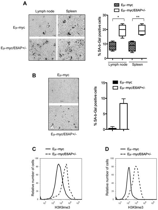 Figure 5. Enhanced cellular senescence in lymphomas and premalignant B-lymphoid cells from Eμ-myc/E6AP+/− mice. (A) Senescence-associated β-galactosidase (SA-β-gal) activity was assayed in lymph nodes and spleen sections at manifestation of lymphoma in Eμ-myc/E6AP+/− and control (E6AP+/+) Eμ-myc mice. Quantification of SA-β-gal positive cells: > 400 cells/tumor, n = 4/genotype were counted in 4 randomly selected fields; *P < .001,**P < .001. Values represent mean ± SD. Magnification ×200. (B) SA-β-gal activity was assayed in cytospins of premalignant B cells isolated from BM of 4-week-old Eμ-myc/E6AP+/− and control (E6AP+/+) Eμ-myc mice. Quantification of SA-β-gal positive cells: > 400 cells/mice, n = 3/genotype were counted in 4 randomly selected fields; P < .001. Values represent means ± SD. Magnification ×200. (C) The levels of H3K9me3 in Eμ-myc/E6AP+/− and control (E6AP+/+) Eμ-myc lymphomas (n = 10/genotype) were measured by FACS analysis after staining with anti-H3K9me3 antibodies. Representative histograms are shown. Summary of results is shown in supplemental Figure 5. (D) The levels of H3K9me3 in BM derived premalignant B lymphoid cells of 4-week-old Eμ-myc/E6AP+/− and control (E6AP+/+) Eμ-myc mice were measured by flow cytometry after staining with anti-H3K9me3 antibodies (n = 3/genotype). Representative histograms are shown.