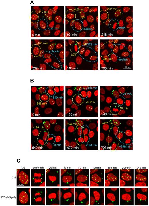 Figure 2. ATO stabilizes CyPNs and inhibits formation of nuclear PML bodies after progression through mitosis. Live imaging of mCherry-Histone H2B and EYFP-PML1 expressed in HaCaT cells was performed using 2 minutes intervals between image acquisitions for a total imaging period of approximately 20 hours. (A-B) Selected images of control treated cells (A) and cells treated with 0.5μM ATO (B). Circles highlight mitotic cell divisions, and the associated numbers indicate time in minutes before (−) and after (+) metaphase. Scale bar, 20 μm. (C) Illustration of single daughter cells undergoing PML body recirculation after cell division in the absence or in the presence of 0.5μM ATO. The first panels show the cells immediately before mitosis. Images have been synchronized at time 0 in anaphase. Only 1 of the resulting daughter cells is shown. Each of the images represents projections of 3 z-scans. Scale bar, 10 μm. The full movies can be viewed in supplemental Videos 1 and 2.