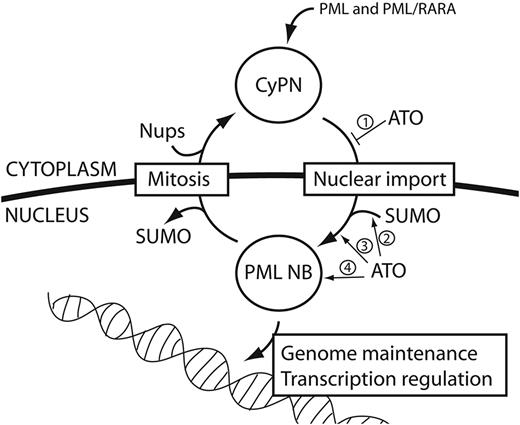 Figure 6. Effects of ATO on CyPNs and PML NBs. PML bodies are exported to the cytoplasm and transformed into CyPNs through mitotic cell division. After mitosis, CyPNs contribute to formation of new PML bodies through nuclear import of PML body components. SUMO-conjugates are lost from PML and PML NBs during progression through mitosis, whereas nucleoporins (Nups) are complexed to CyPNs at exit from mitosis. The model depicts 4 different consequences of direct PML and PML/RARA targeting by ATO: (1) inhibition of CyPN dissociation and nuclear import of PML body components after mitosis; (2) stimulation of PML and PML/RARA modifications by SUMOylation and disulphide formation; (3) stimulation of PML and PML/RARA aggregation into PML NBs; and (4) stimulation of RNF4-dependent degradation of PML and PML/RARA by the proteasome within PML NBs. Not shown in this model is the disruption of PML NBs that occur on expression of PML/RARA in APL cells.