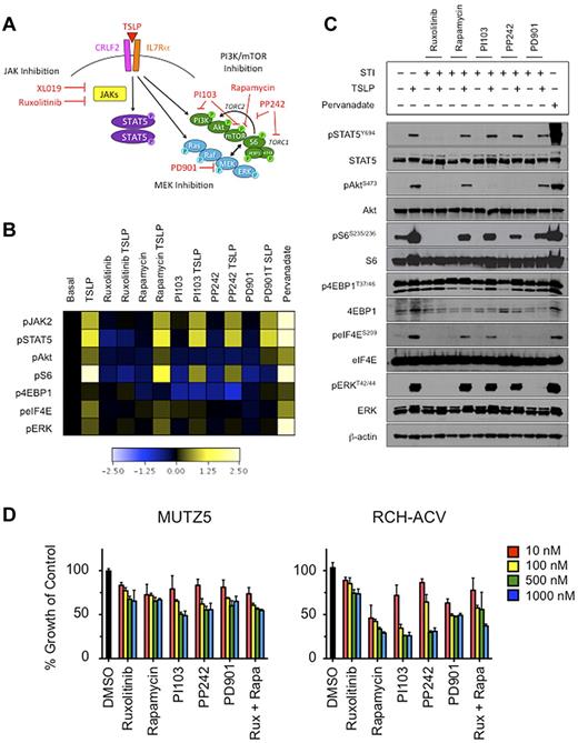 Figure 3. In vitro stimulation of CRLF2r ALL with TSLP-induced phosphorylation of STAT5 and PI3K pathway proteins and, to a lesser extent, ERK. Phosphorylation of signaling proteins was abrogated by specific STIs. (A) Hypothetical schema of aberrant signal transduction mediated by the TSLPR heterodimer in CRLF2r ALL and strategies for targeting the perturbed signaling nodes with STIs. (B) Phosphoflow cytometry analysis of fixed and permeabilized MUTZ5 cells demonstrated increased phosphorylation of JAK2, STAT5, ERK, Akt, S6, and eIF4E after stimulation with TSLP. Inhibition of basal and/or TSLP-induced phosphorylation of relevant proteins was observed with specific STIs. (C) Western blotting analysis of MUTZ5. Cells demonstrated constitutive phosphorylation of S6 and 4EBP1. TSLP-induced phosphorylation of signal transduction proteins and abrogation of phosphorylation by specific STIs was generally concordant with phosphoflow cytometry results in panel A, although more pronounced TSLP-induced pERK was observed by Western blotting. (D) Cytotoxicity assays of MUTZ5 and RCH-ACV cell lines treated with STIs. Cells were treated with the specified STIs for 72 hours before performing MTT assays. Ruxolitinib induced moderate dose-dependent cytotoxicity in MUTZ5. The PI3K/mTOR STIs induced dose-dependent cytotoxicity in both cell lines. Data are normalized to DMSO controls (black). Red indicates 10 nM; yellow, 100 nM; green, 500 nM; blue, 1000 nM of each STI. Rux indicates ruxolitinib, and Rapa is rapamycin.