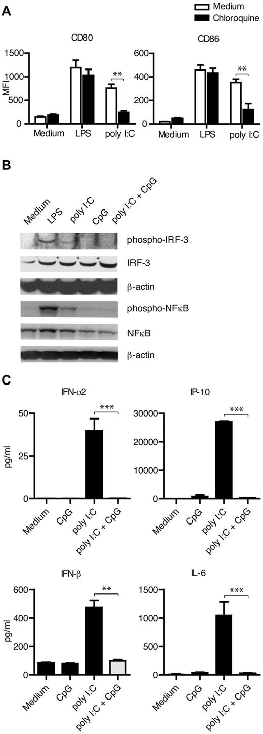 Figure 2. Single-stranded CpG-ODNs inhibit the intracellular TLR3 signaling pathways engaged by poly I:C in DCs. (A) DCs were treated for 1 hour with chloroquine before addition of TLR stimulus, and maturation was measured 48 hours later in 6 different donors. (B) Phosphorylation of the transcription factors IRF-3 and NFκB was detected by Western blot after TLR stimulation for 90 or 15 minutes, respectively. Representative data from 3 independent experiments is shown. (C) Poly I:C–induced secretion of the IRF-3- or NFκB-driven cytokines IFN-α2 (n = 8), IFN-β (n = 5), IP-10 (n = 8), and IL-6 (n = 8), as measured 24 hours after addition of stimuli. Quantity in culture supernatants is depicted in picograms per milliliter as mean ± SEM values. Significant differences comparing with or without addition of ssCpG-ODN were assessed by nonparametric Mann-Whitney 2-tailed test and are indicated by *P < .05, **P < .01, and ***P < .001.